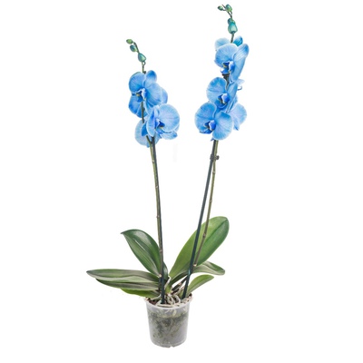 Орхидея Фаленопсис Королевский Голубой 2 ст